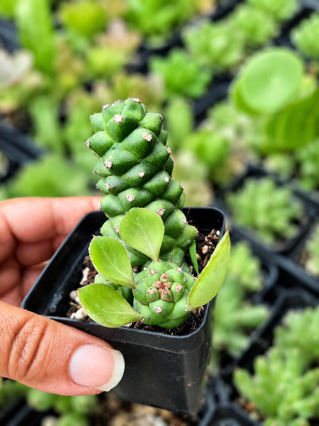 Euphoria ritchiei