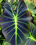 Colocasia glowing bones