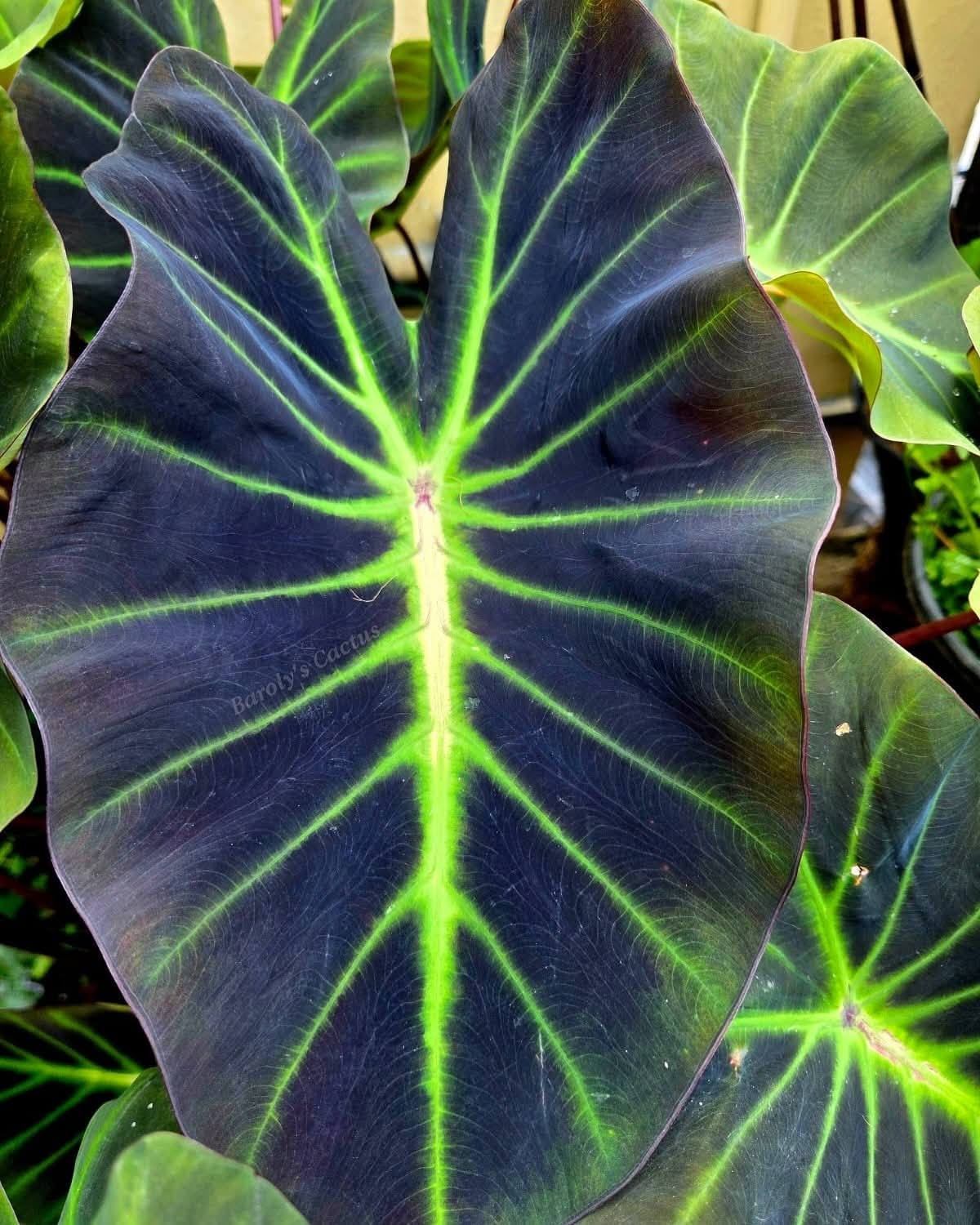 Colocasia glowing bones