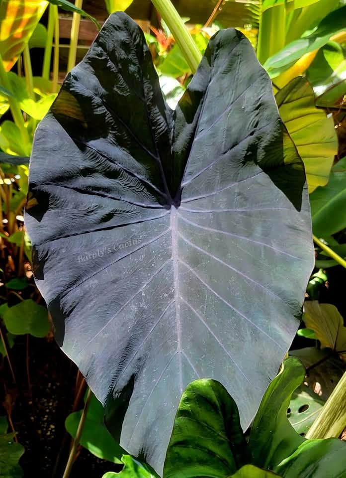 Colocasia trio (Aloha, Lemon lime, Black ruffles)