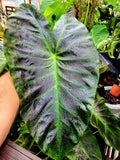 Colocasia trio (Aloha, Lemon lime, Black ruffles)