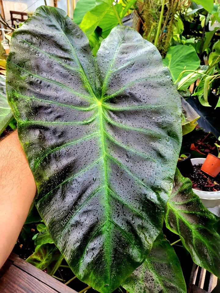 Colocasia trio (Aloha, Lemon lime, Black ruffles)