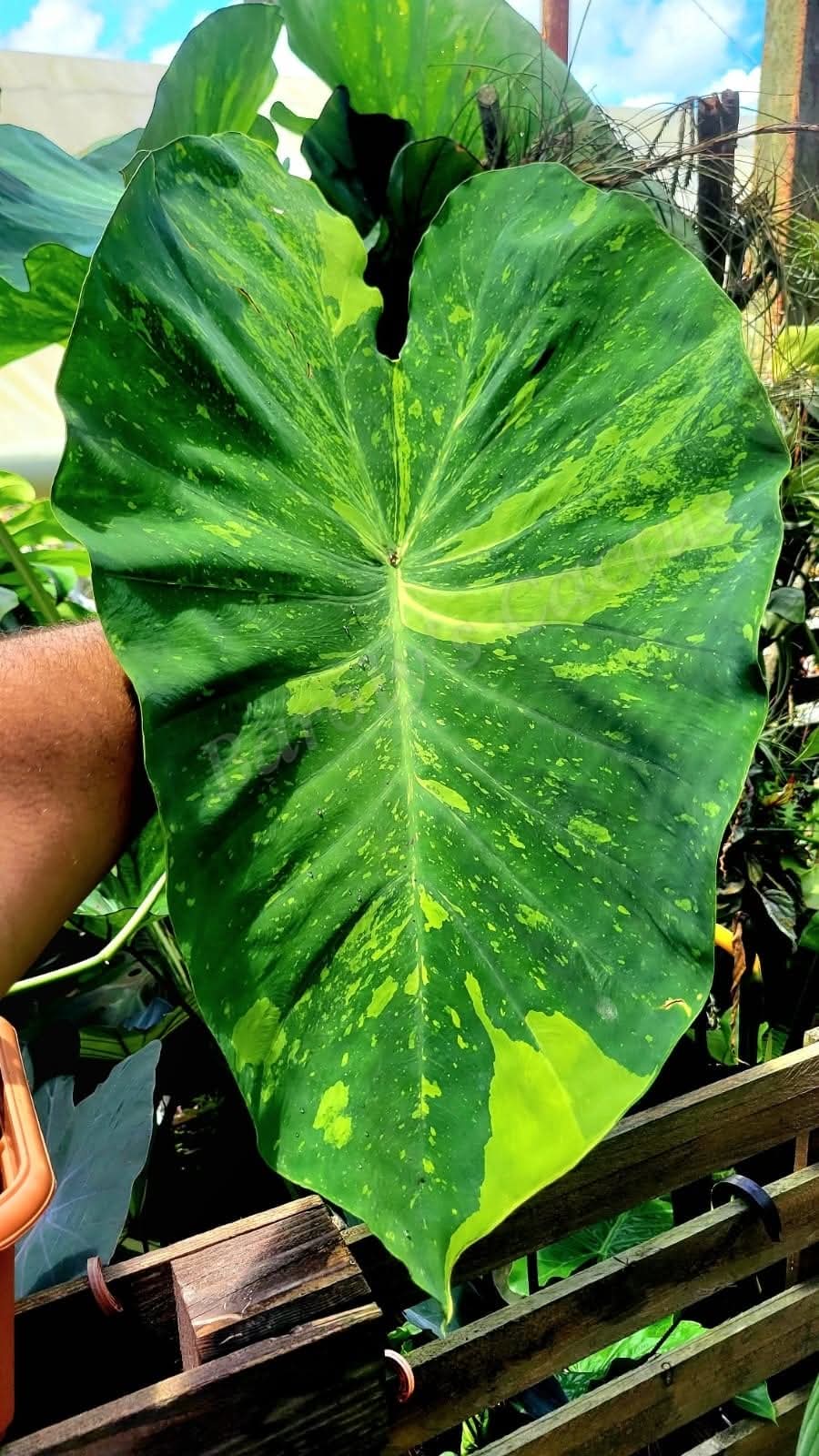 Colocasia trio (Aloha, Lemon lime, Black ruffles)