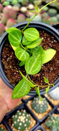 Dischidia ovata