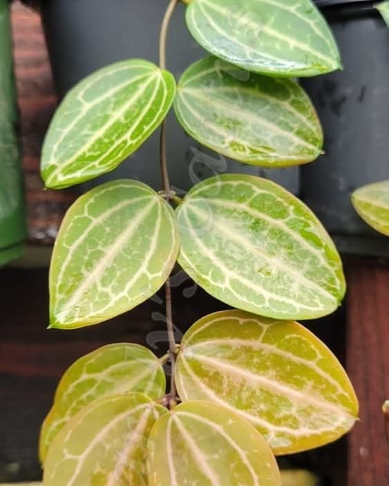 Dischidia ovata