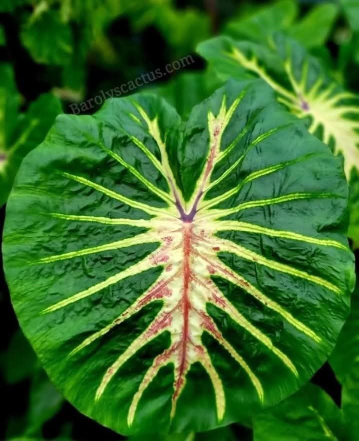 Colocasia White lava