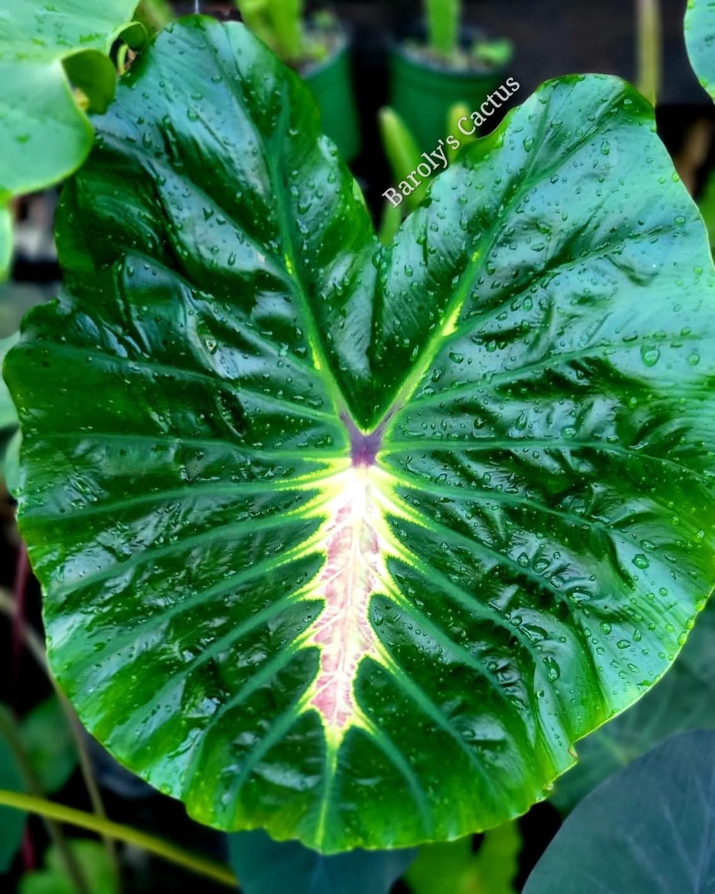 Colocasia White lava