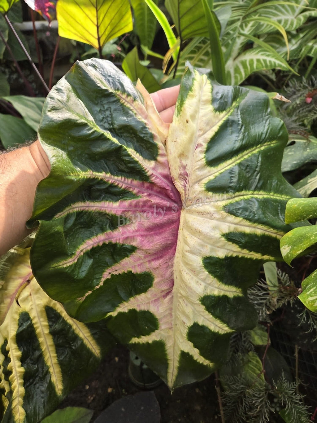 Colocasia White lava