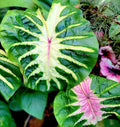 Colocasia White lava