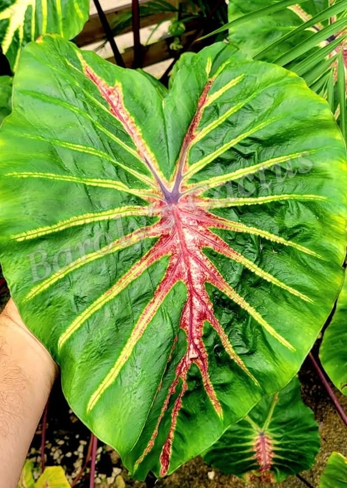 Colocasia White lava