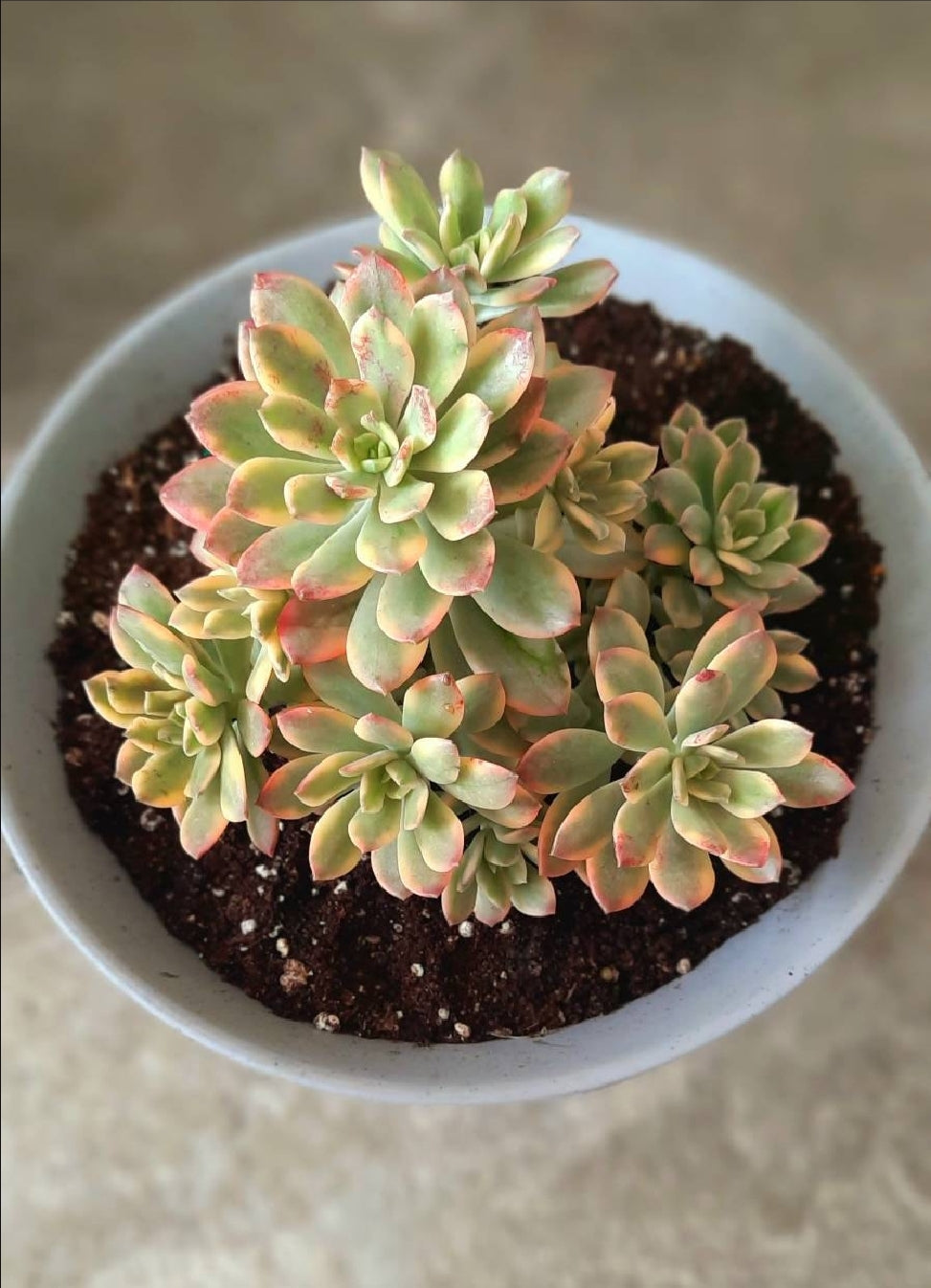 Echeveria mini belle variegada