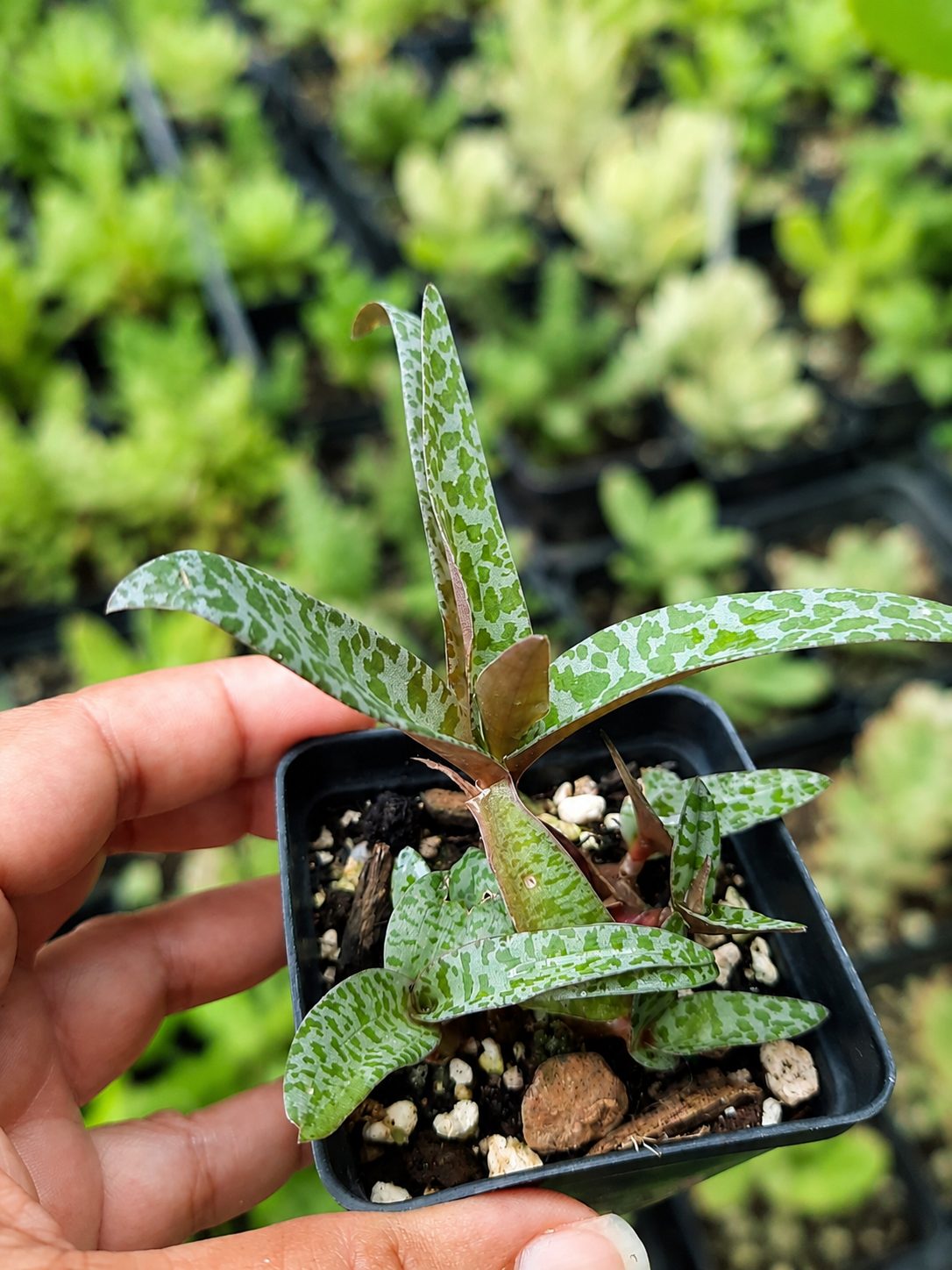 Ledebouria socialis