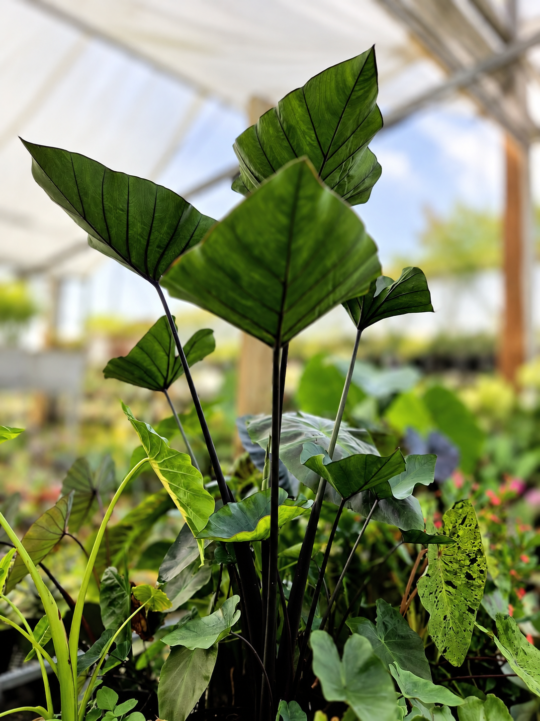 Colocasia tea cup