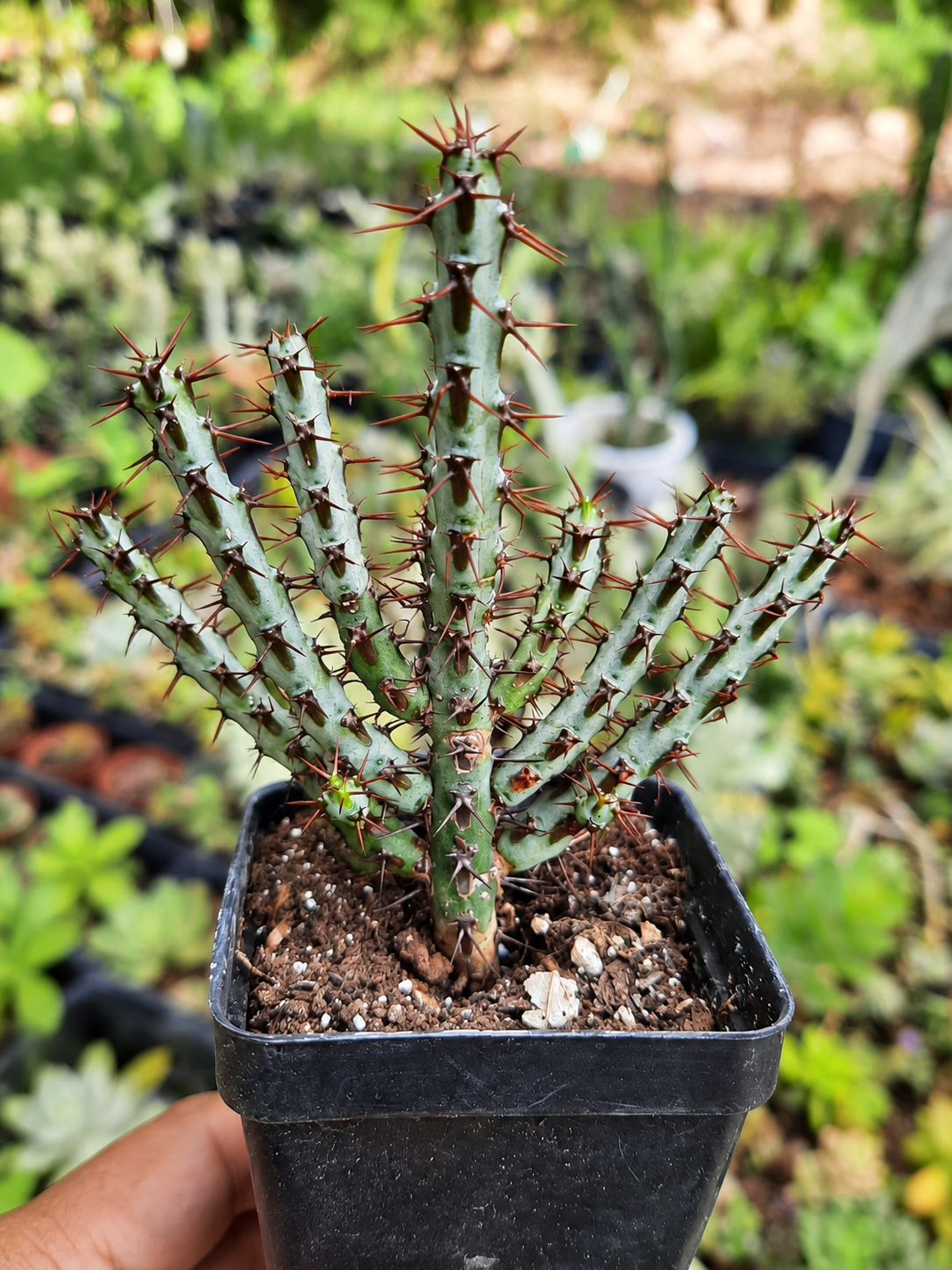 Euphorbia aeroginosa