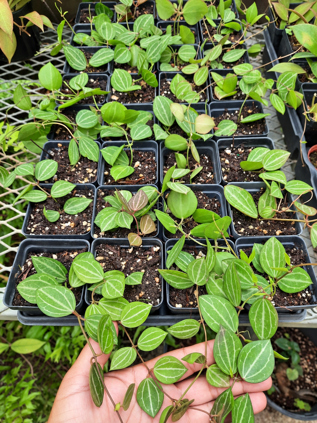 Dischidia ovata