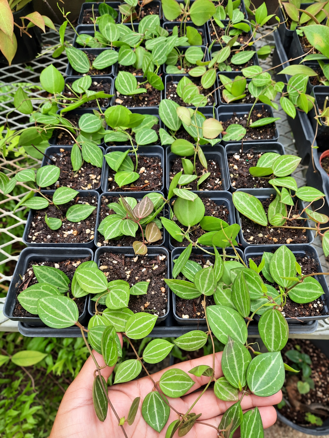 Dischidia ovata