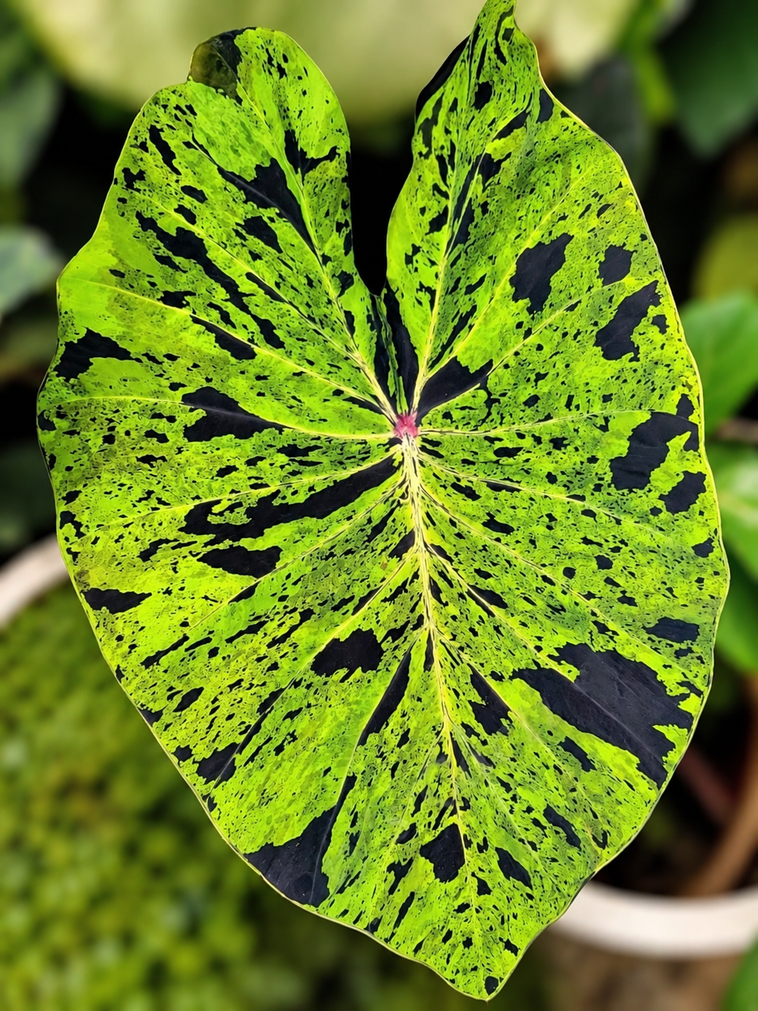 Colocasia mojito