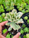 Echeveria mini belle variegada