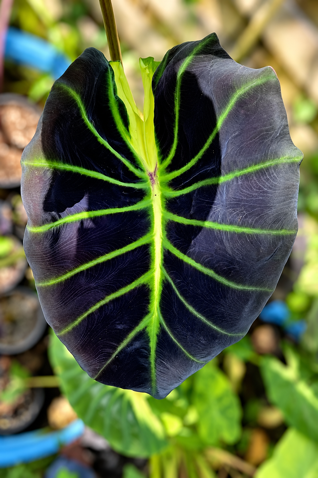 Colocasia glowing bones