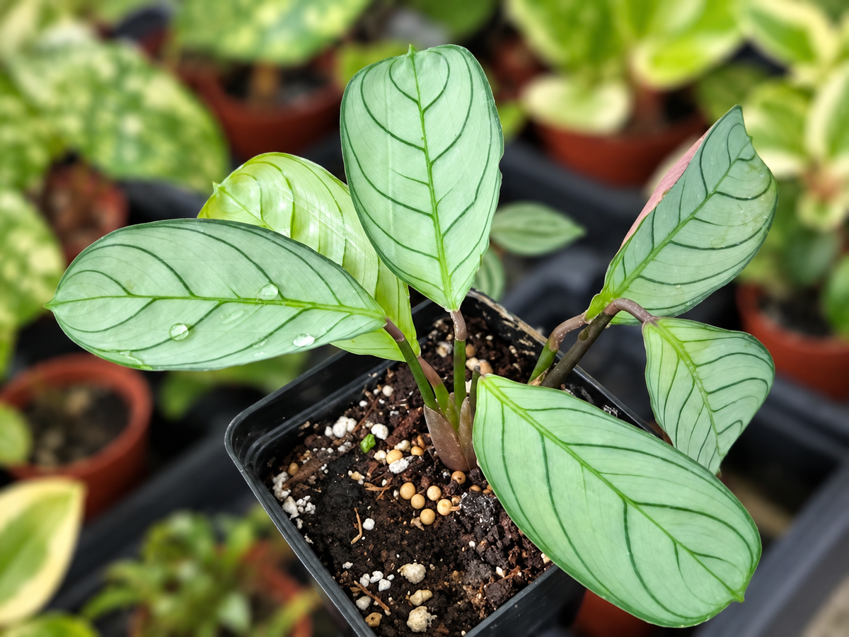 Maranta amabilis