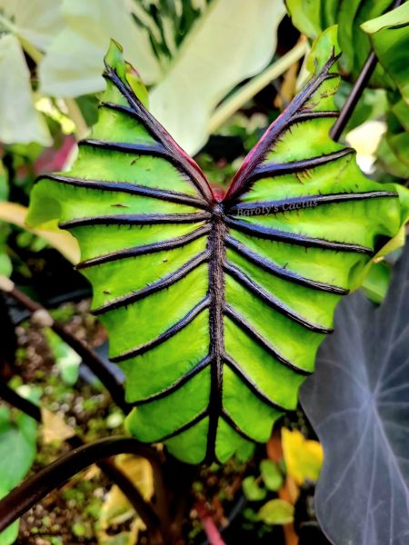 Colocasia pharaon mask