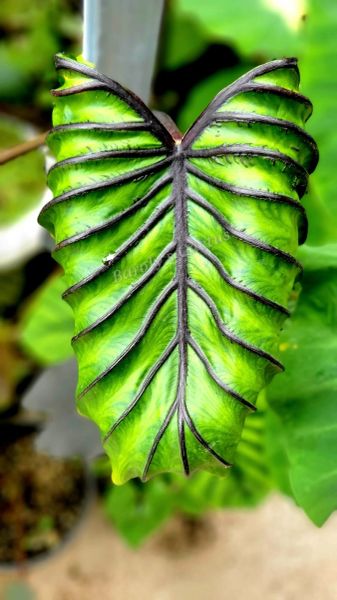 Colocasia pharaon mask