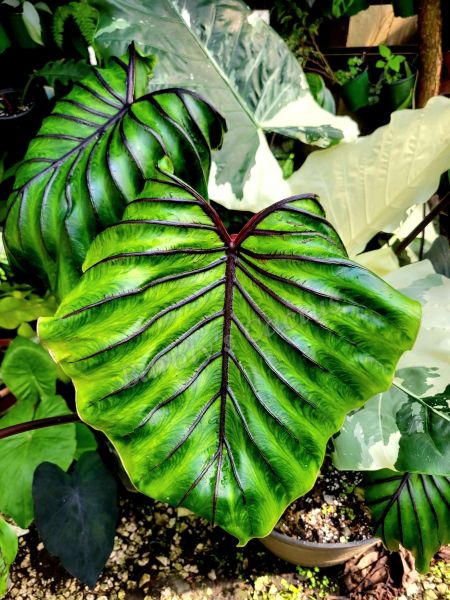Colocasia pharaon mask
